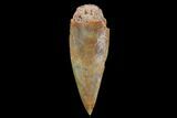 Bargain, Heavily Worn Raptor Fossil Tooth - Morocco #90097-1